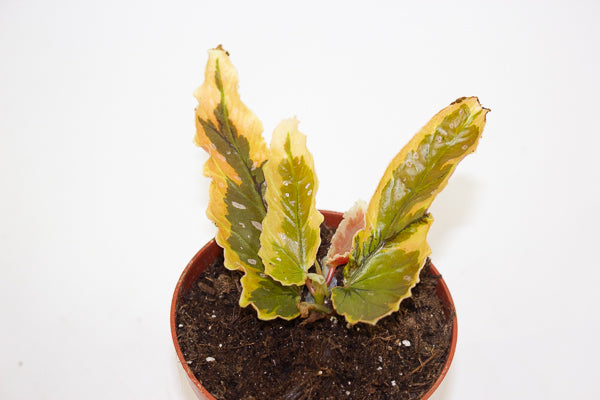 Begonia ‘Dainty Spray’ sport variegated Begonia Dainty Spray Sport variegated 8cm H12cm – Emm's Plant House