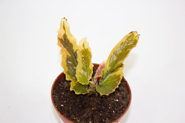 Begonia Dainty Spray Sport variegated 8cm H12cm
