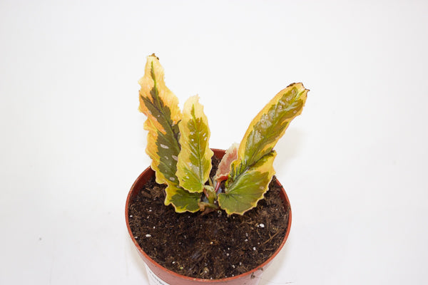 Begonia ‘Dainty Spray’ sport variegated Begonia Dainty Spray Sport variegated 8cm H12cm – Emm's Plant House