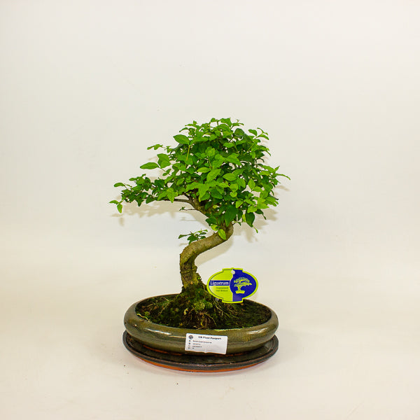 Bonsai mixed species - Choose one from our selection 24cm H40cm