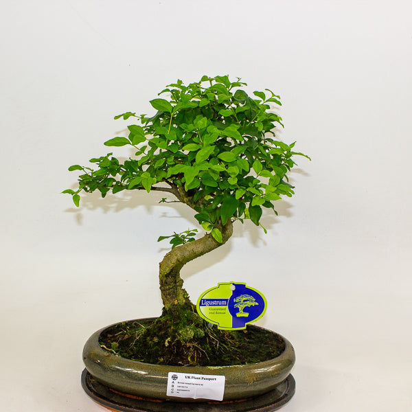 Bonsai mixed species - Choose one from our selection 24cm H40cm