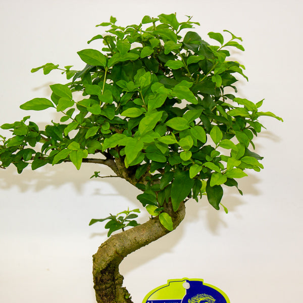 Bonsai mixed species - Choose one from our selection 24cm H40cm