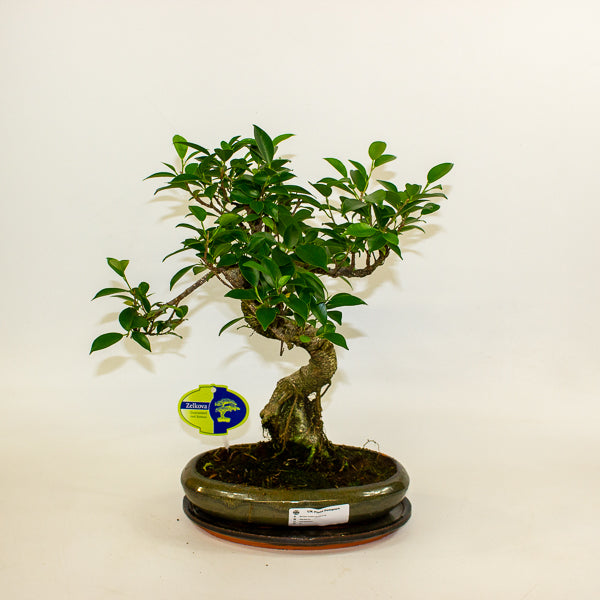 Bonsai mixed species - Choose one from our selection 24cm H40cm
