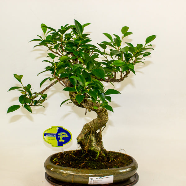 Bonsai mixed species - Choose one from our selection 24cm H40cm