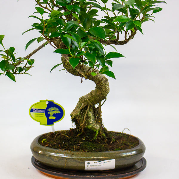 Bonsai mixed species - Choose one from our selection 24cm H40cm