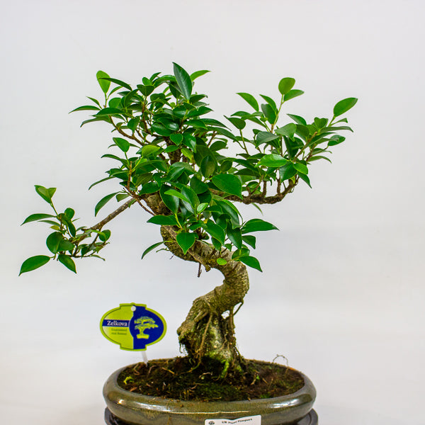Bonsai mixed species - Choose one from our selection 24cm H40cm
