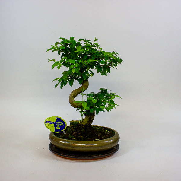 Bonsai mixed species - Choose one from our selection 24cm H40cm
