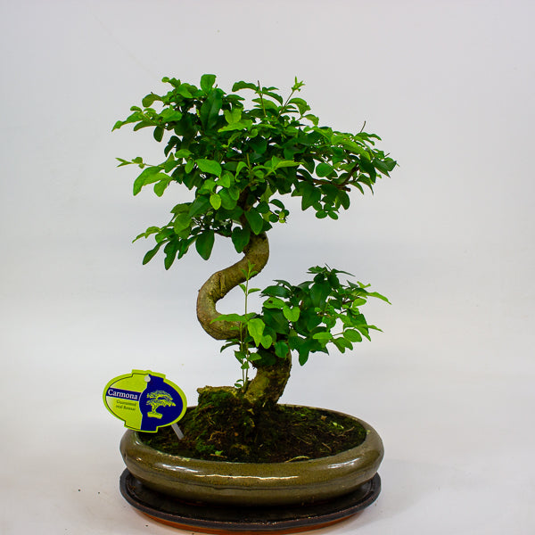 Bonsai mixed species - Choose one from our selection 24cm H40cm