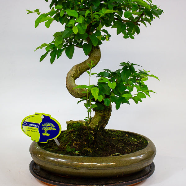 Bonsai mixed species - Choose one from our selection 24cm H40cm