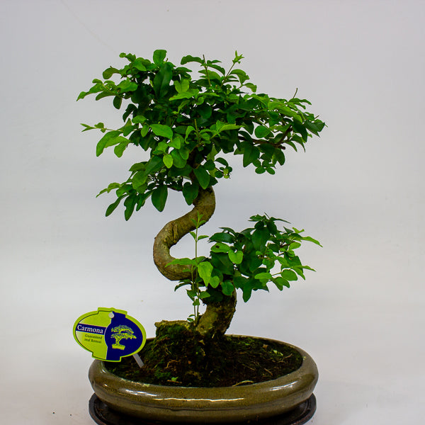 Bonsai mixed species - Choose one from our selection 24cm H40cm