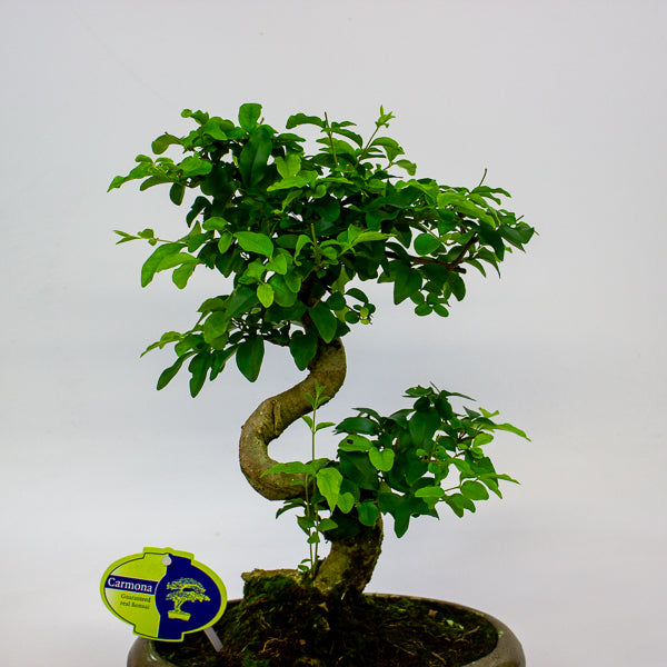 Bonsai mixed species - Choose one from our selection 24cm H40cm