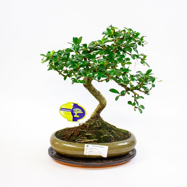 Bonsai mixed species - Choose one from our selection 24cm H40cm