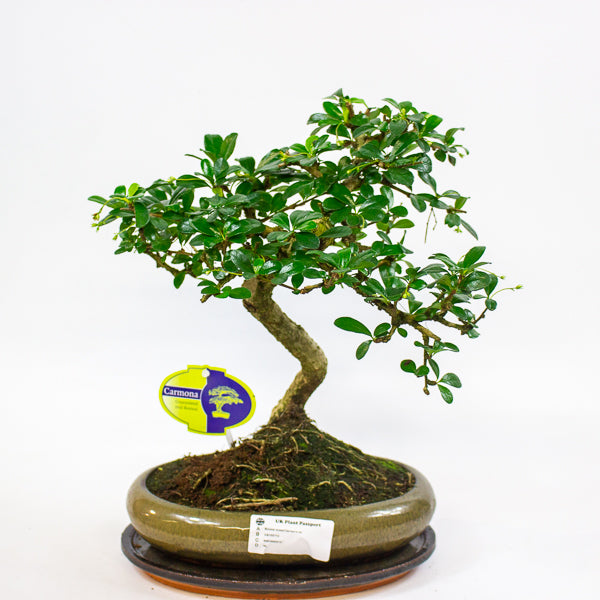 Bonsai mixed species - Choose one from our selection 24cm H40cm