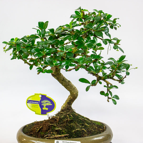 Bonsai mixed species - Choose one from our selection 24cm H40cm