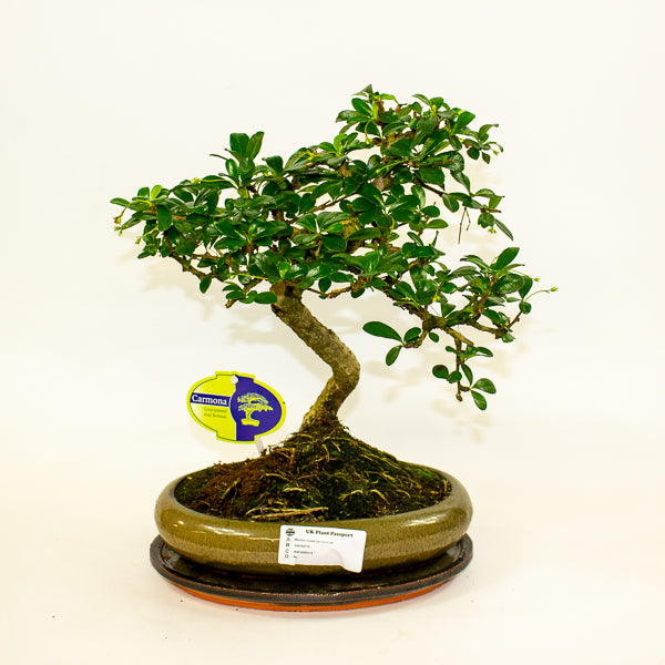 Bonsai mixed species - Choose one from our selection 24cm H40cm