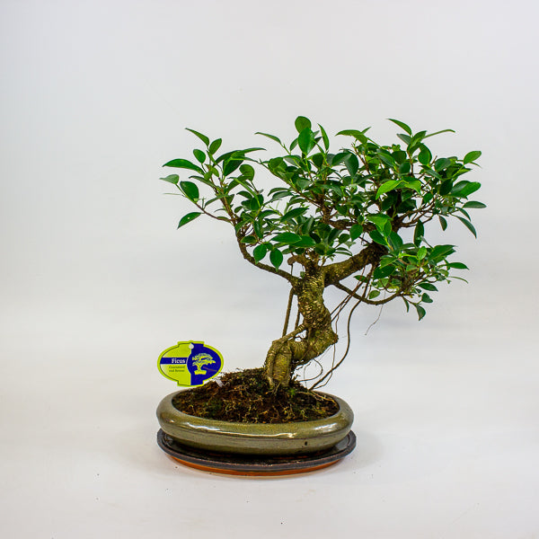 Bonsai mixed species - Choose one from our selection 24cm H40cm