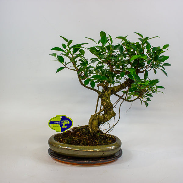 Bonsai mixed species - Choose one from our selection 24cm H40cm