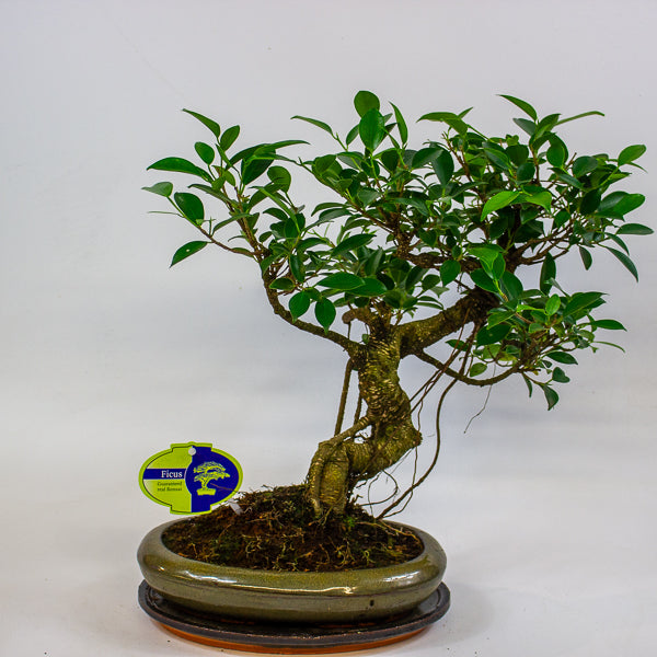 Bonsai mixed species - Choose one from our selection 24cm H40cm