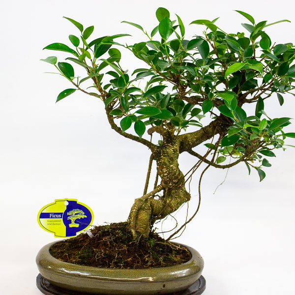 Bonsai mixed species - Choose one from our selection 24cm H40cm