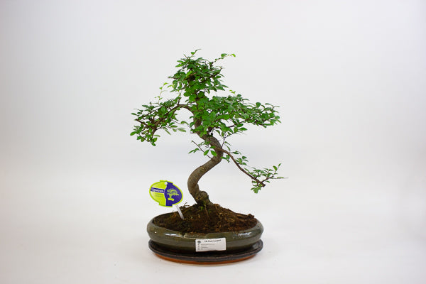 Bonsai mixed species - Choose one from our selection 24cm H40cm