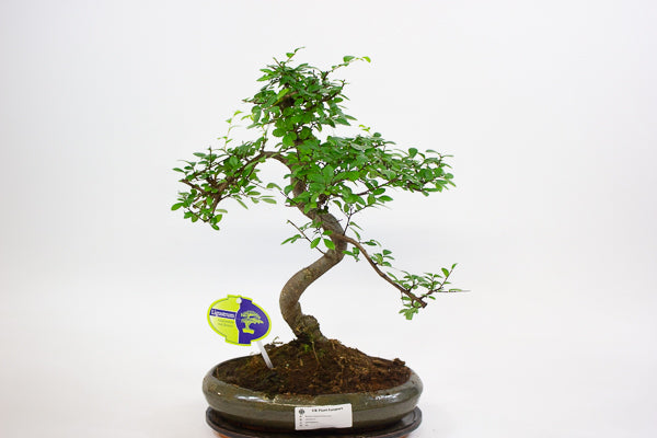 Bonsai mixed species - Choose one from our selection 24cm H40cm