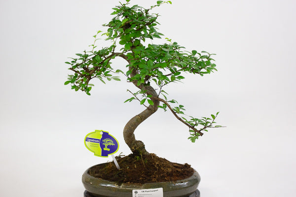 Bonsai mixed species - Choose one from our selection 24cm H40cm