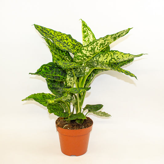 Dieffenbachia Reflector 17cm H40cm
