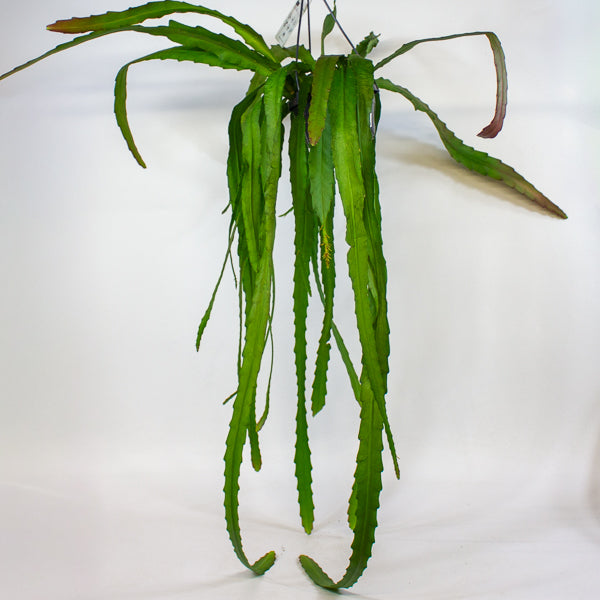 Epiphyllum ackermanii 14cm H60cm