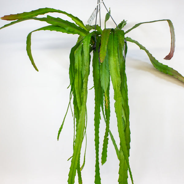Epiphyllum ackermanii 14cm H60cm