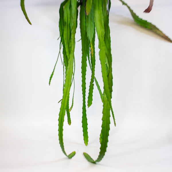 Epiphyllum ackermanii 14cm H60cm