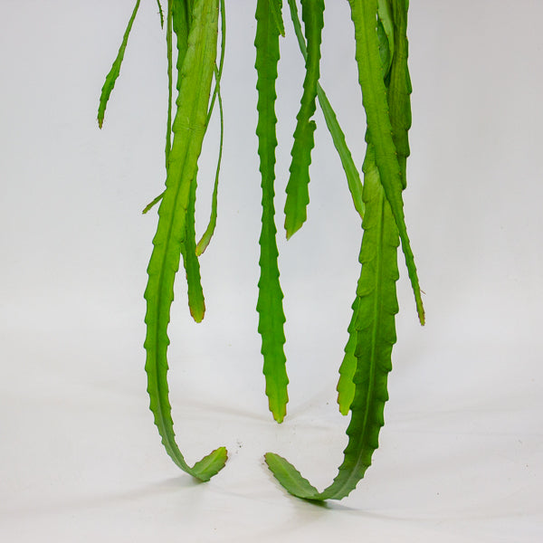 Epiphyllum ackermanii 14cm H60cm