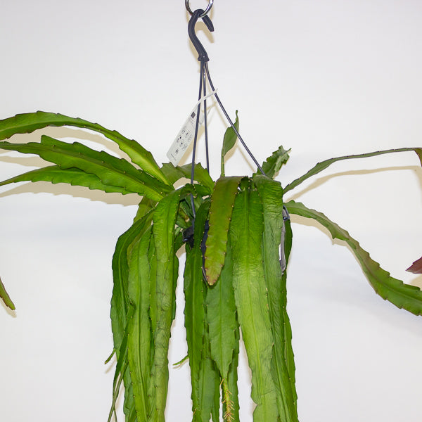 Epiphyllum ackermanii 14cm H60cm