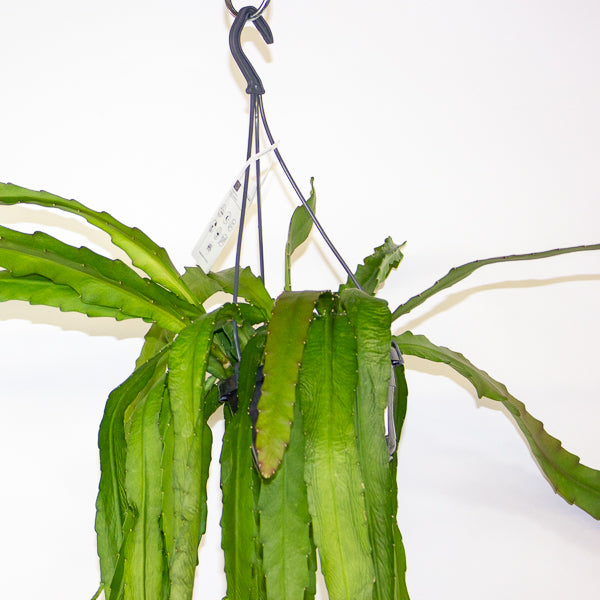 Epiphyllum ackermanii 14cm H60cm