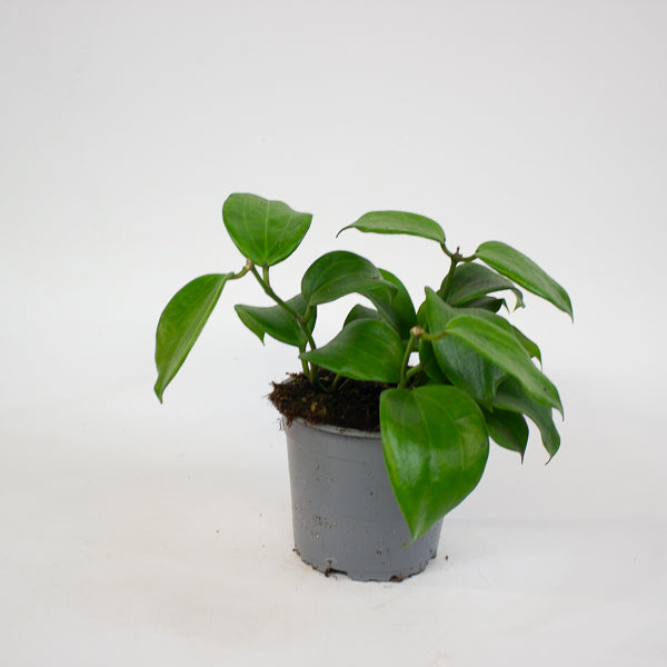 Hoya quinquenervia 12cm H20cm