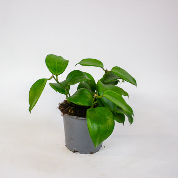 Hoya quinquenervia 12cm H20cm