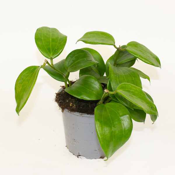 Hoya quinquenervia 12cm H20cm