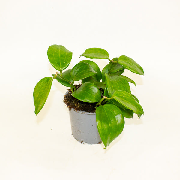 Hoya quinquenervia 12cm H20cm