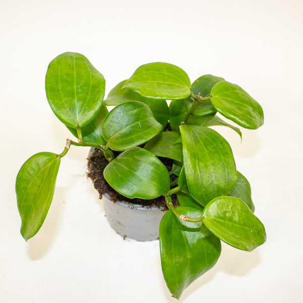 Hoya quinquenervia 12cm H20cm