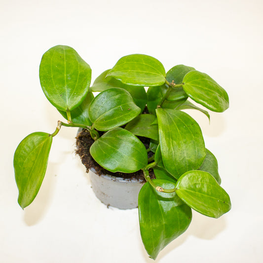 Hoya quinquenervia 12cm H20cm