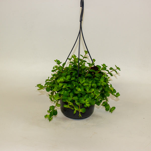 Peperomia rotundifolia 15cm H25cm