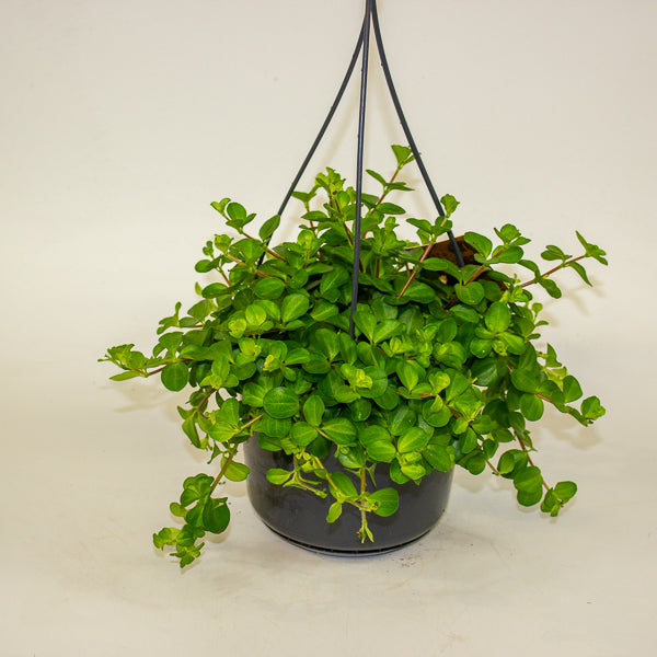 Peperomia rotundifolia 15cm H25cm