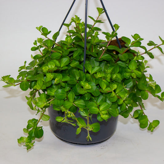 Peperomia rotundifolia 15cm H25cm