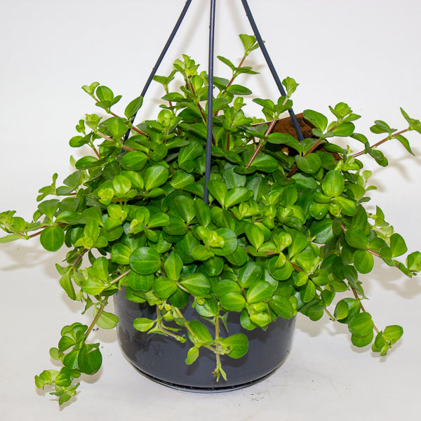 Peperomia rotundifolia 15cm H25cm