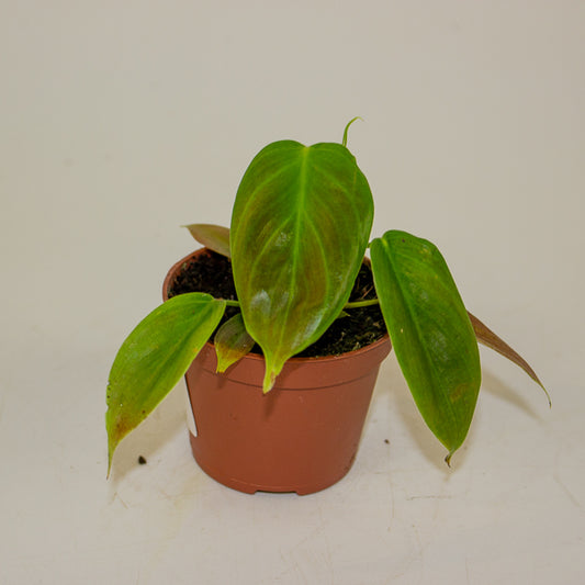 Philodendron Esmeraldense 6cm H15cm