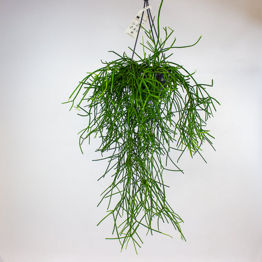 Rhipsalis heteroclada 14cm H40cm