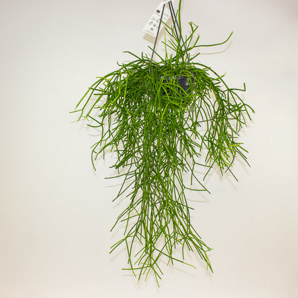 Rhipsalis heteroclada 14cm H40cm