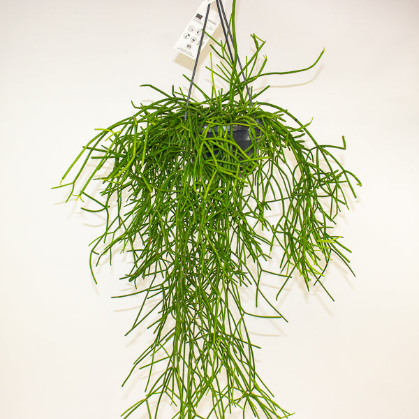 Rhipsalis heteroclada 14cm H40cm
