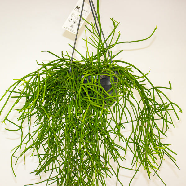 Rhipsalis heteroclada 14cm H40cm