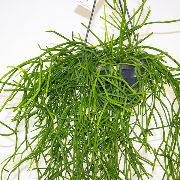 Rhipsalis heteroclada 14cm H40cm