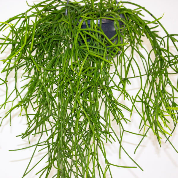 Rhipsalis heteroclada 14cm H40cm
